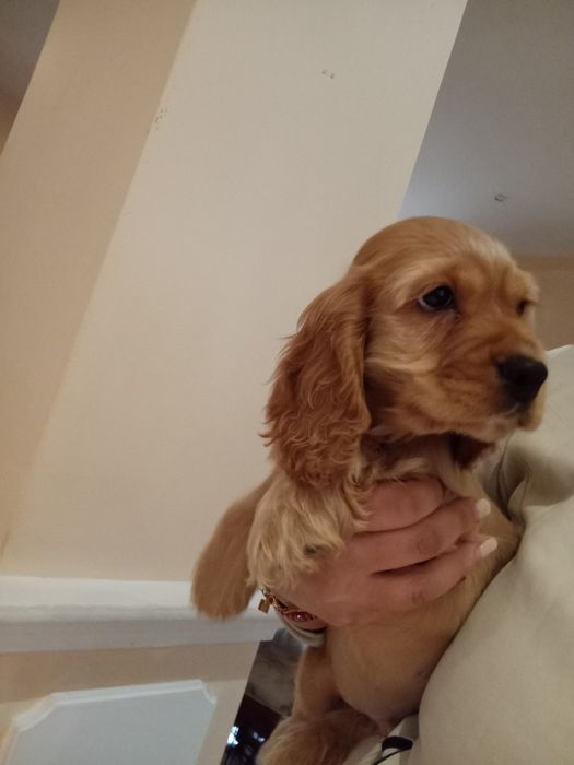 Cocker Spaniel adorabil