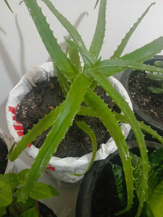 Алоэ лечебный продам