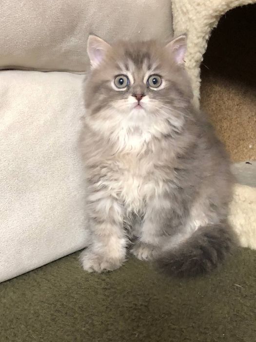 Шикарный скотиш страйт