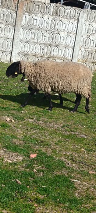 Vand oi cărăbașre sârbești