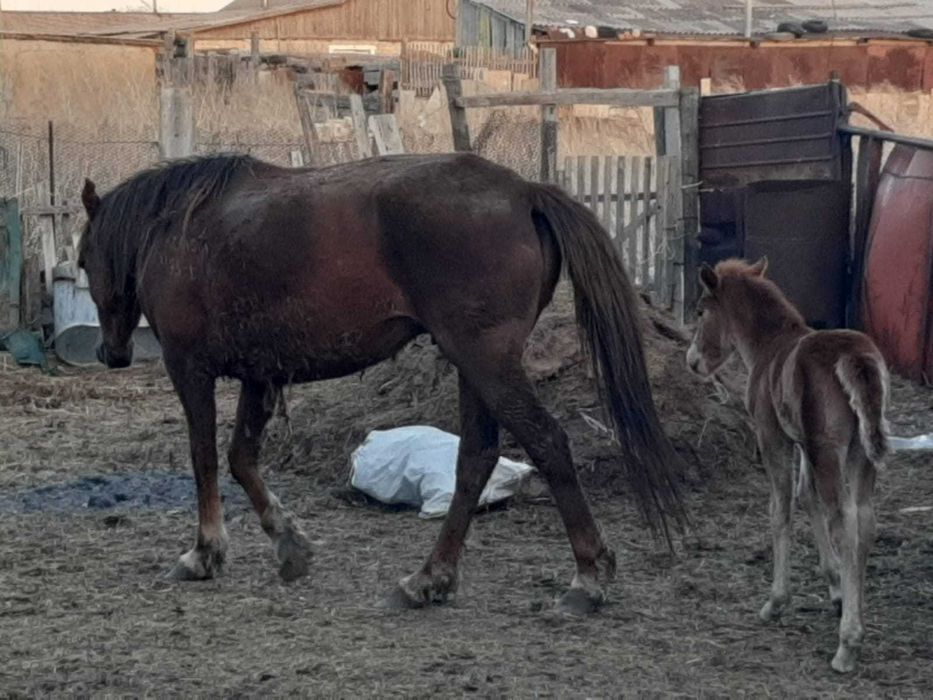 3 бас жылқы сатылады! / Продаются лошади!