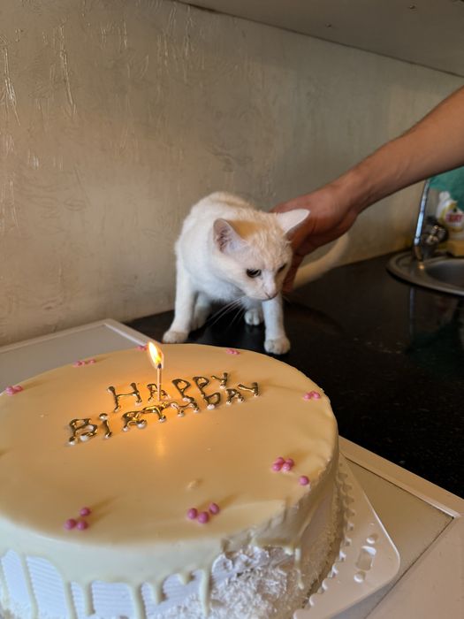 Потеряли кота по имени Юки