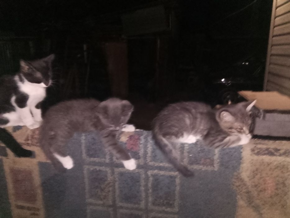 Отдам котят , отличные мышеловы