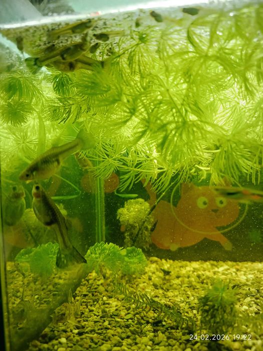 Гупешки рыбки (гуппи)