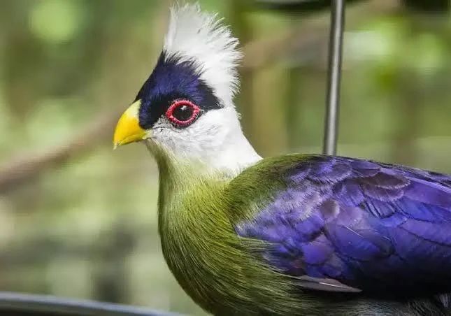 Turaco pasari exotice