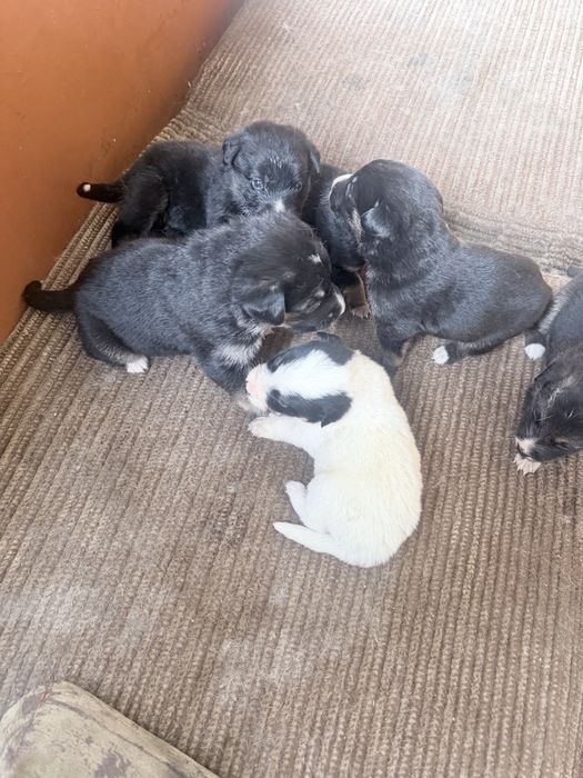 Ротивер породистые щенки