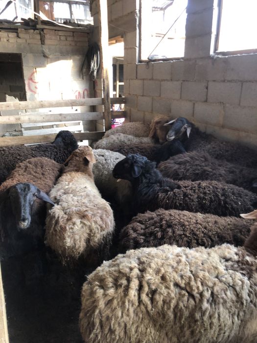 Қой/баран/тоқты/