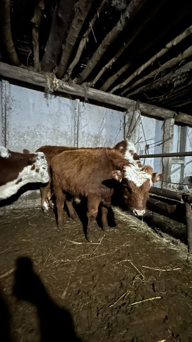 Тайыншы 1.5 жасар еркек бұзаулар