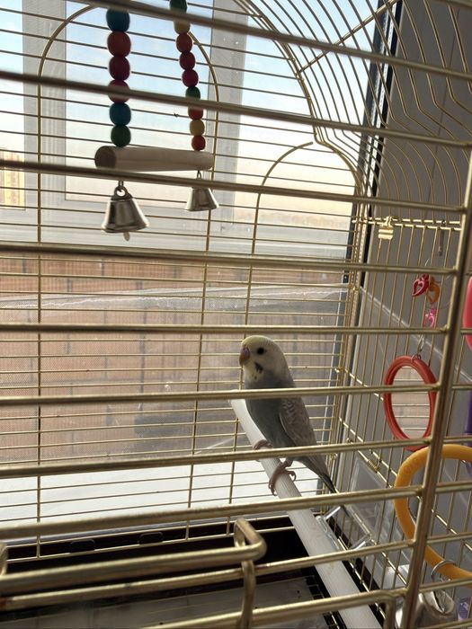 Продам попугая вместе с клеткой 15тыс