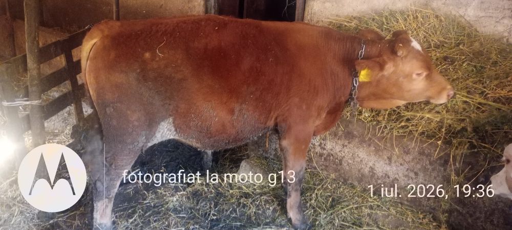 Vițel mascul de vânzare