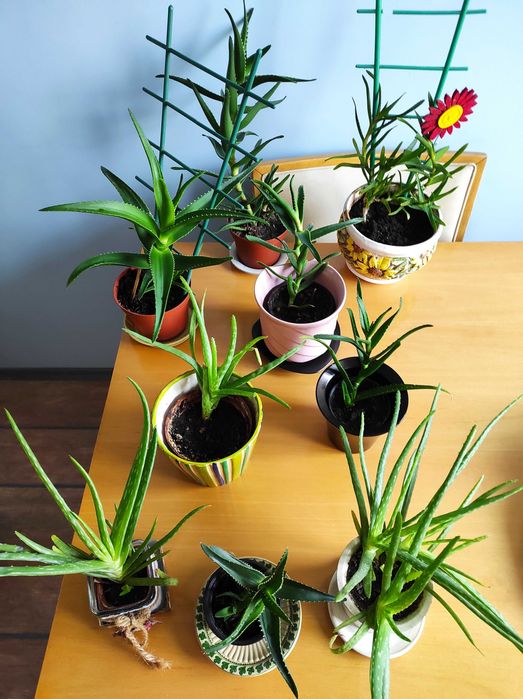 Лечебно алое вера, 2 вида, над 3 - годишни, отлично гледани растения