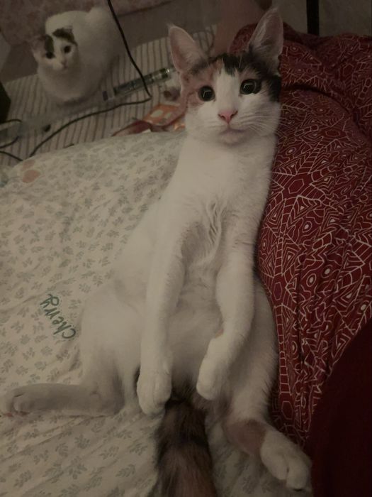 кошки и 2 котята