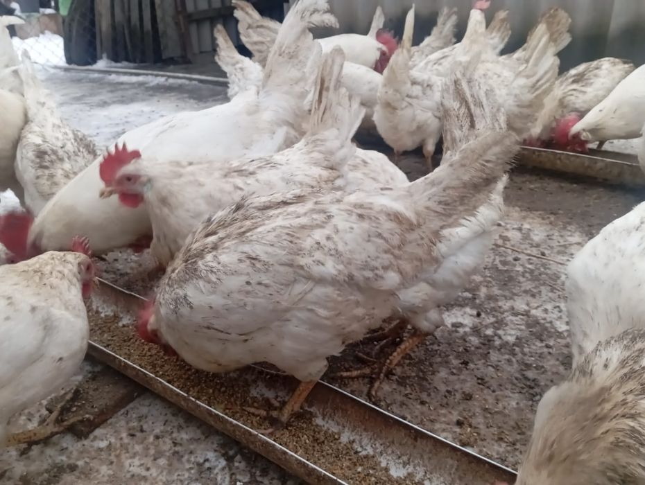 Продам яйцо инкубационное Адлер