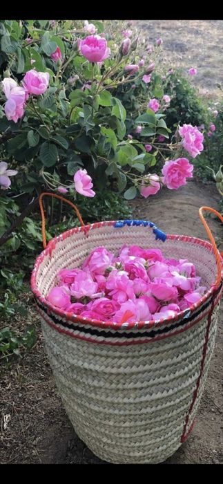 Nuci Chandler Paulownia Ciresi Visin Afin Trandafiri Aluni Pruni>RO UE