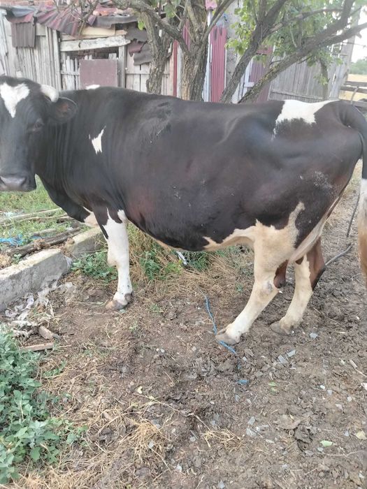 Vaca bălțată 6 ani