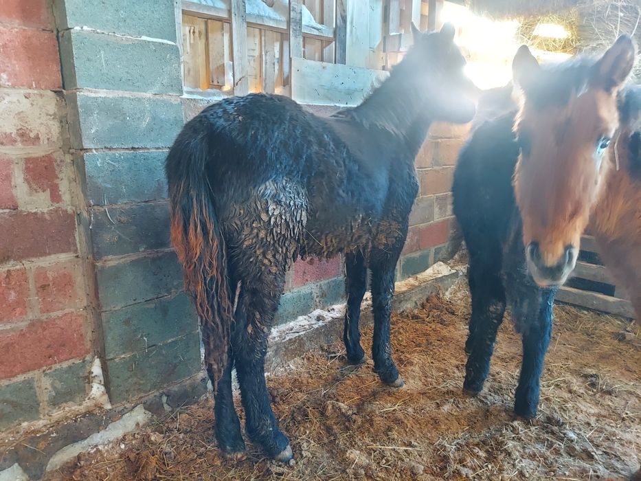 Еркек жабағы 300 000тг