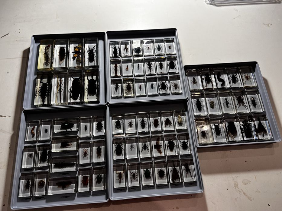 Колекция Истински буболечки