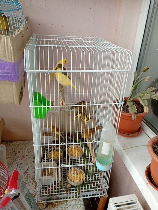 Canari tineri de 2 luni perfect sănătoși și inelati