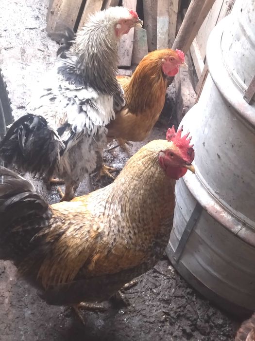 Млади домашни петли