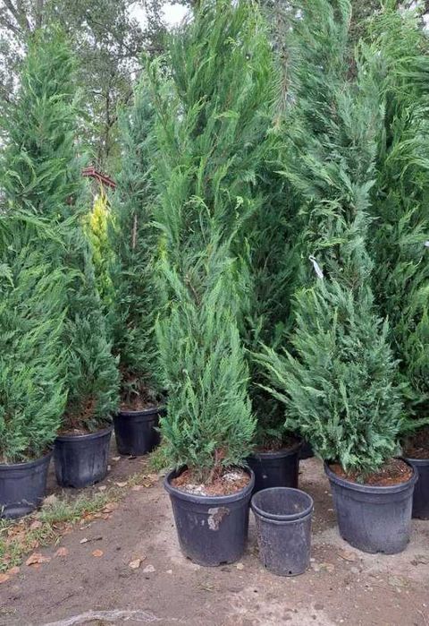 Plante Decorative Leylandii Cupressocyparis