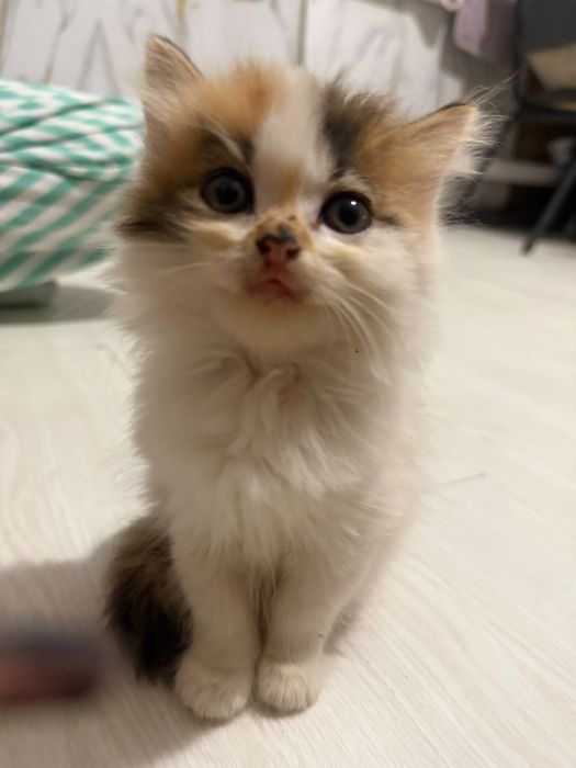 Котята бесплатно