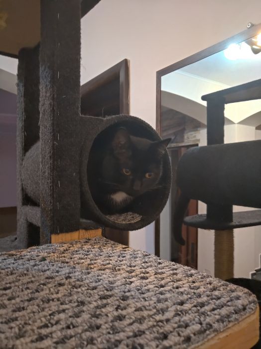 Ansamblu de joaca pentru pisici