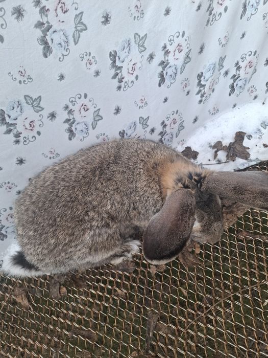 Sames erkak 7/8 oyli