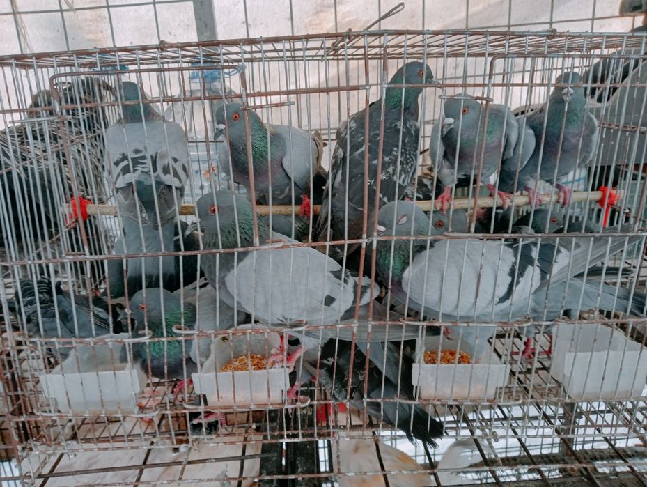 Kaptar bor boqishga soyishga