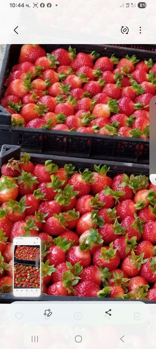 Расат ягоди и малини пр