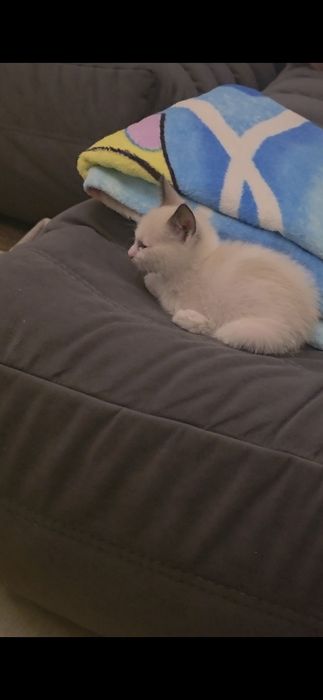Отдам котёнка в добрые руки