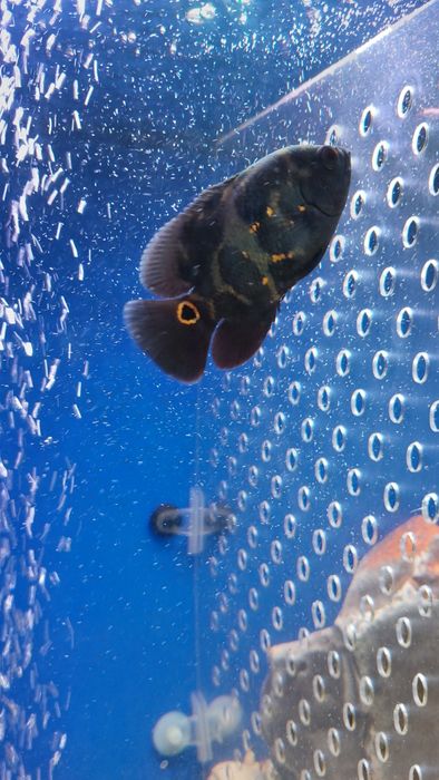 Астронотус глазчатый