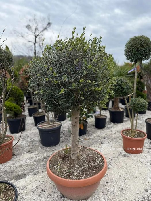 Plante ornamentale
