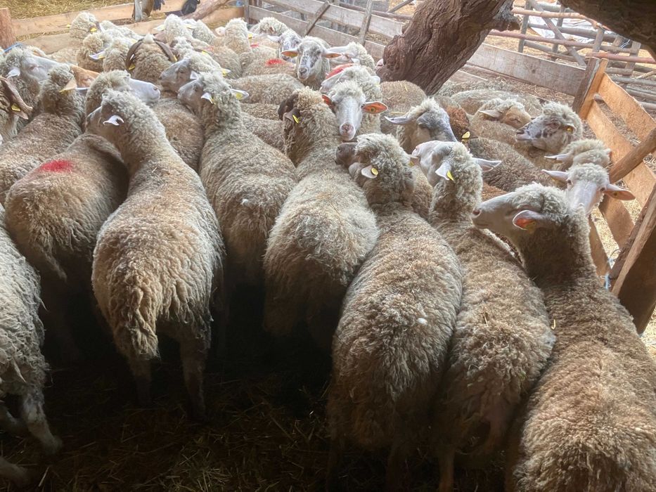 Vand 50 oi tigai si 2 berbeci