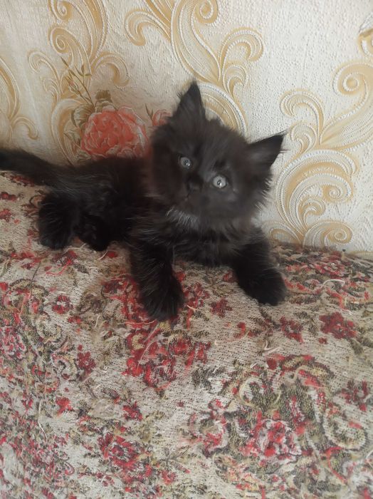Котята в хорошие руки