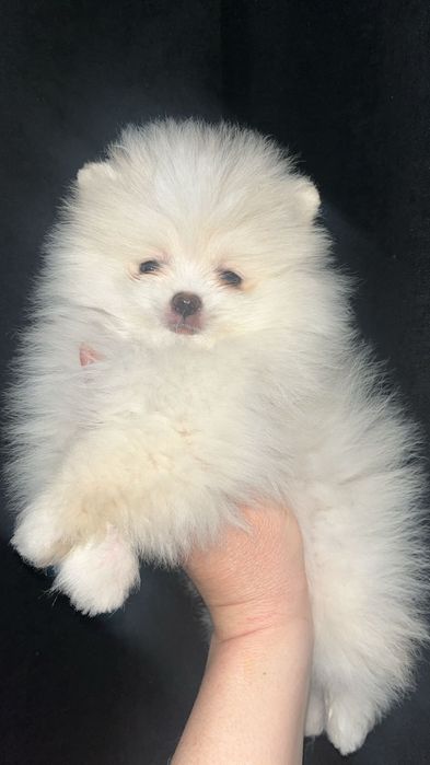 Шпицы мальчики готовы к переезду