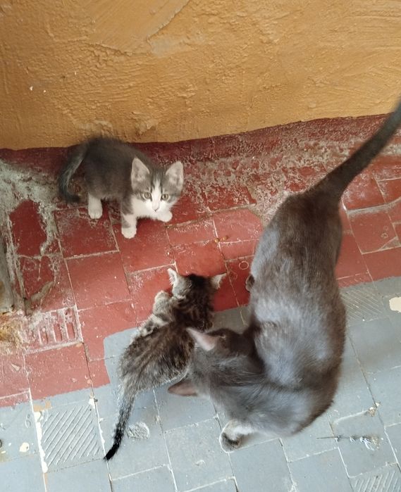 Кошка серого окраса,с котятами.Бывшедомашняя кошка и ее 3 котят