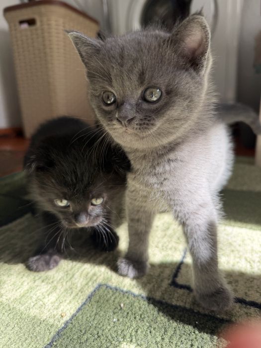Продам шотландских  котят