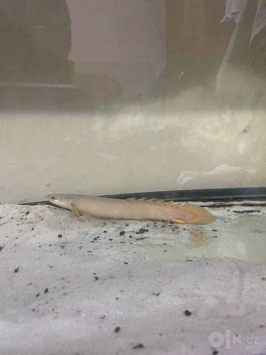drakon baliq / Senegal bikiri fish
