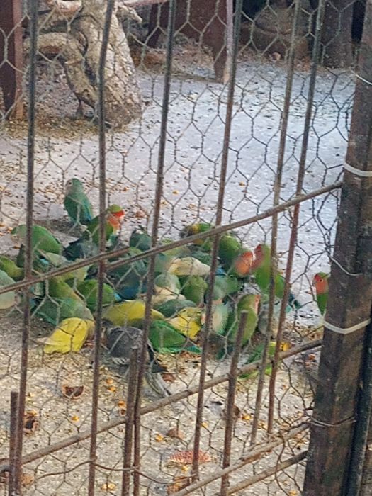 Pui de papagal agapornis
