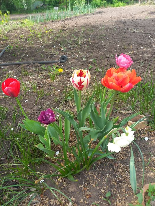 Продам дачу сад Здоровье