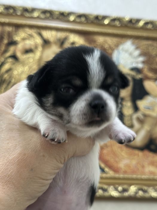 Чихуашки беби фейс