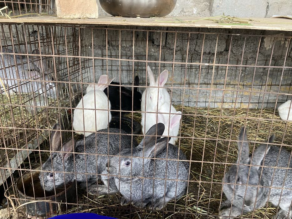 куёнлар сотилади