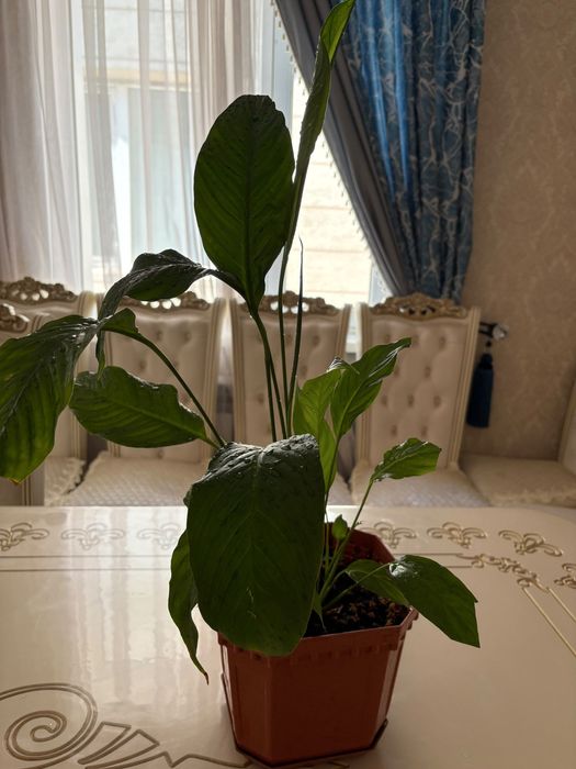 Үй гүлдері сатылады