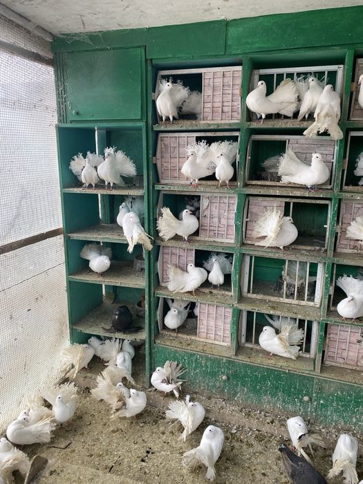 Vand porumbei voltati stil nou si vechi