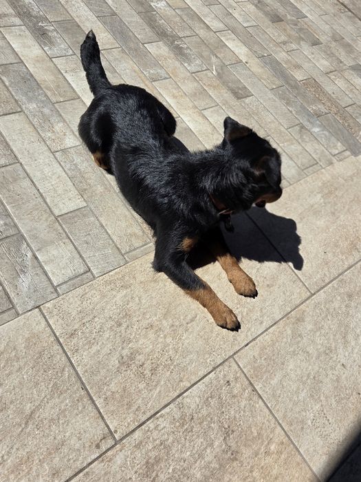 Vând cățelușă terrier