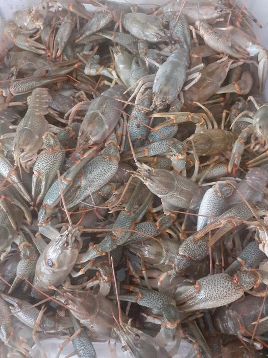 Раки морские каспийские