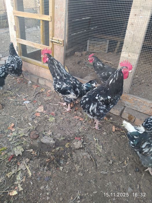 Австралорп черно пестрый  петушки