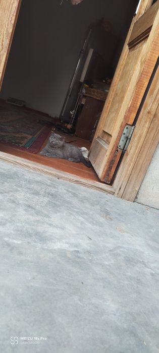 Британский скотиш страйтлар