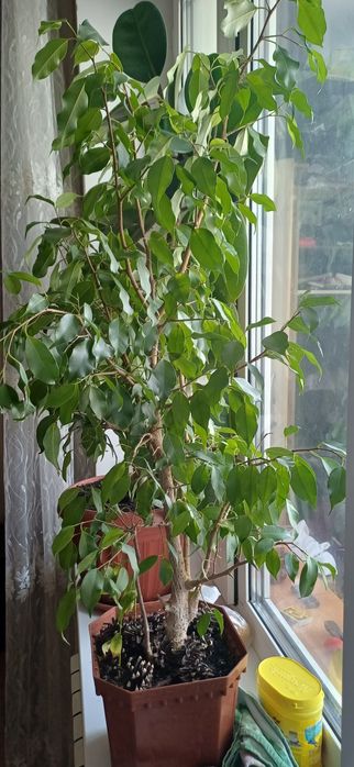 Продам цветы комнатные