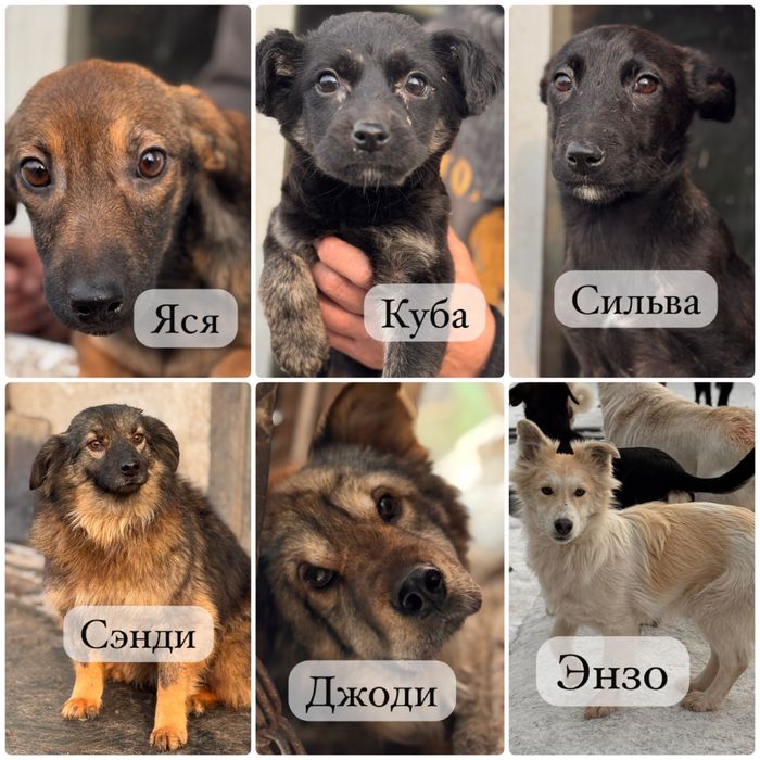 Собаки ищут семью